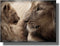Lion and Cub Picture on Stretched Canvas, Wall Art Décor, Ready to Hang