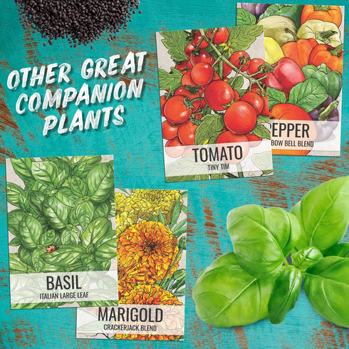 (1 Pack) Seed Needs Culantro Seeds for Planting Mexican Coriander - Non-GMO Heirloom & Untreated Culinary/Medicinal