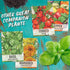 (1 Pack) Seed Needs Culantro Seeds for Planting Mexican Coriander - Non-GMO Heirloom & Untreated Culinary/Medicinal
