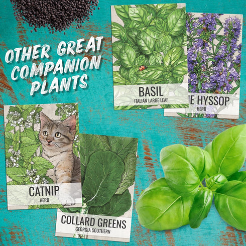 (1 Pack) Seed Needs Catmint Seeds for Planting an Indoor/Outdoor Herb Garden - Non-GMO Heirloom & Untreated Herbal