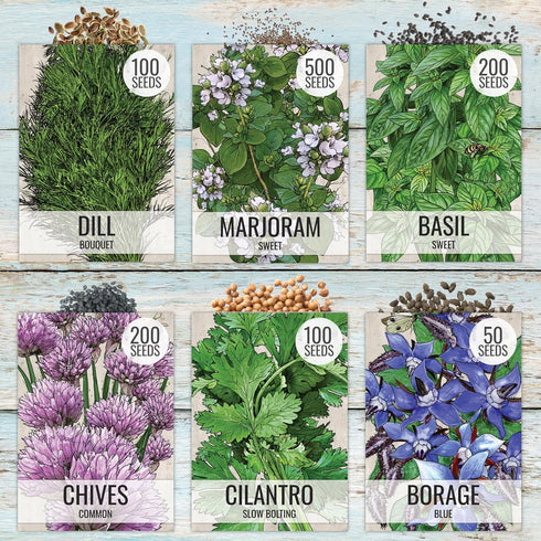 Pack (12 Packets Seed Needs Herb Seeds Variety Culinary Herb Collection Individual for Planting Indoors or Outdoors)