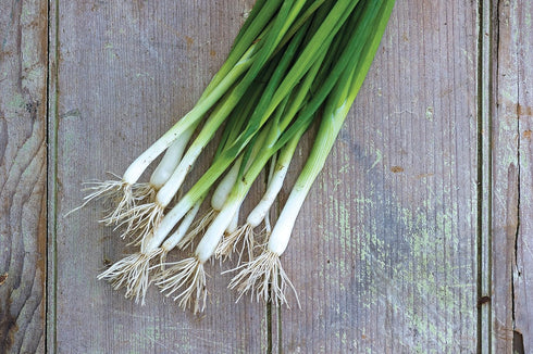 2000 Burpee Evergreen Long White Bunching Onion Seeds seeds
