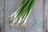 2000 Burpee Evergreen Long White Bunching Onion Seeds seeds