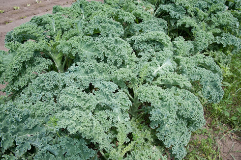 Seed Kingdom 1/4 Lb Kale Dwarf Siberian Improved Great Heirloom Vegetable by Bulk Seeds