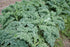Seed Kingdom 1/4 Lb Kale Dwarf Siberian Improved Great Heirloom Vegetable by Bulk Seeds