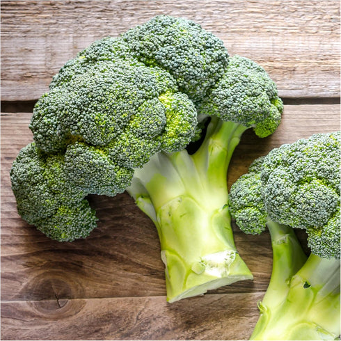 500 (1 Pack) Seed Needs, Calabrese Broccoli Seeds - Heirloom Seeds for Planting Brassica oleracea - Non-GMO & Untreated