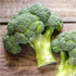 500 (1 Pack) Seed Needs, Calabrese Broccoli Seeds - Heirloom Seeds for Planting Brassica oleracea - Non-GMO & Untreated