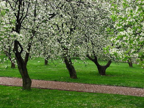 3 Golden Delicious Apple Tree - Grow Fresh Fruit - Live Plant Shipped Feet Tall by DAS Farms