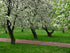3 Golden Delicious Apple Tree - Grow Fresh Fruit - Live Plant Shipped Feet Tall by DAS Farms
