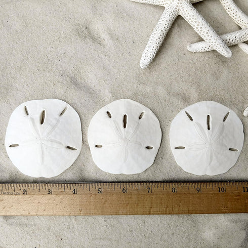 Tumbler Home Sand Dollars and Starfish for Crafts - 3 Real Starfish (4"-6") and 3 Sand Dollars (3"-3.5") in Bulk