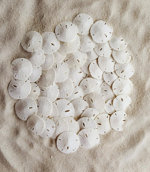 Tumbler Home Small Natural White Sand Dollars, 50 pcs - Wedding, Sea Shell Craft, 1 1/4" to 1 1/2"