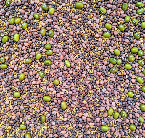 Pack Pack 10 2 packs Variety Sprouting Seeds Broccoli, Alfalfa, Radish, Mung beans & Salad Mix for Sprouts