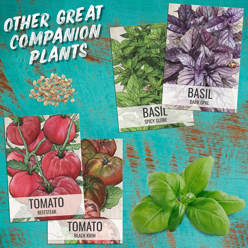 (20 Packs) Seed Needs Basil Seeds for Planting Italian Large Leaf Herbs - Non-GMO Heirloom & Untreated - Grow an Indoor