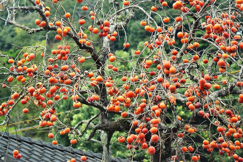 Persimmon 10+ Count 2026 TomorrowSeeds - Japanese Tree Seeds - - for Planting Diospyros Kaki Fuyu Hachiya Asian Chinese