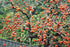 Persimmon 10+ Count 2026 TomorrowSeeds - Japanese Tree Seeds - - for Planting Diospyros Kaki Fuyu Hachiya Asian Chinese