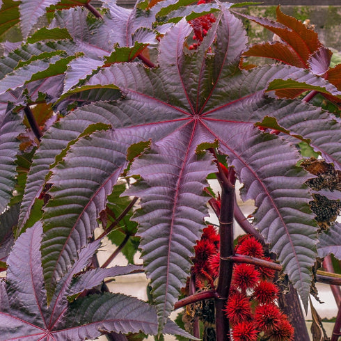 Palm Beach Medicinal Herbs - Red Giant Castor Bean - Packet of