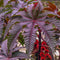 Palm Beach Medicinal Herbs - Red Giant Castor Bean - Packet of