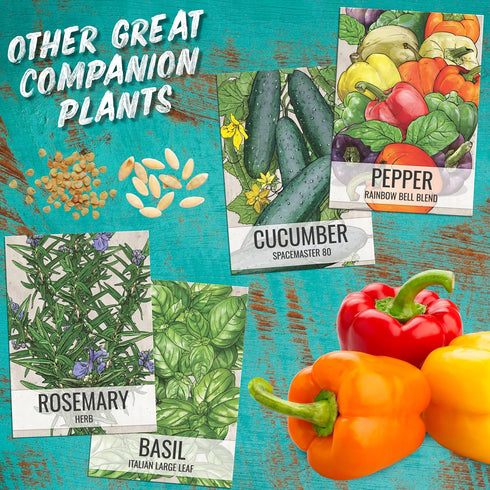 (10 Packs) Seed Needs Tiny Tim Tomato Seeds for Planting Dwarf Cherry Tomatoes - Non-GMO Heirloom & Untreated Veggie