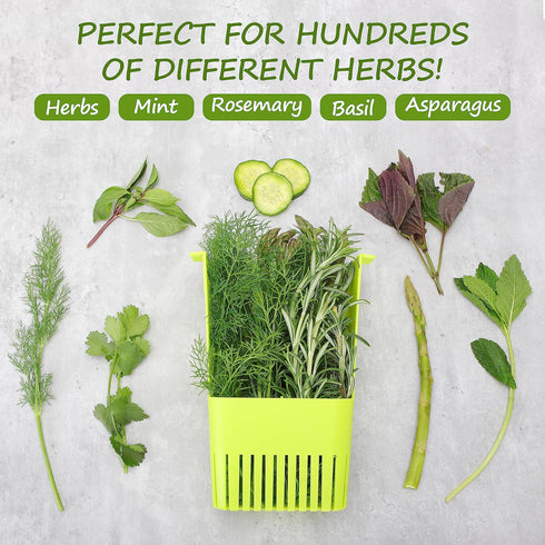 3 Pack Fresh Herb Keeper for Refrigerator, Clear BPA-Free Herb Saver, Storage Container for Cilantro, Parsley, Thyme
