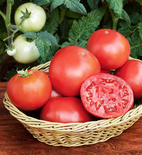 19.3 oz., 4-Pack Bonnie Plants Bush Goliath Tomato, Live Plant