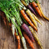 (1 Pack) Seed Needs Carrot Seeds for Planting Rainbow Carrots - Non-GMO Heirloom & Untreated Veggie Seed to Grow a Home