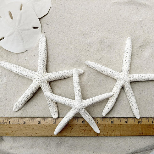 Tumbler Home Sand Dollars and Starfish for Crafts - 3 Real Starfish (4"-6") and 3 Sand Dollars (3"-3.5") in Bulk