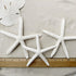 Tumbler Home Sand Dollars and Starfish for Crafts - 3 Real Starfish (4"-6") and 3 Sand Dollars (3"-3.5") in Bulk