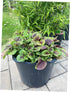 HipGirl 500 Amaranth Seeds for Planting.Chinese Spinach Seeds for Planting(). Non GMO Seed