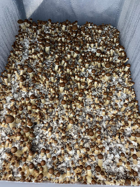 SeedsUP 100+ Porcini Mushrooms Boletus Mycelium Spawn Spores - Mushroom Brown